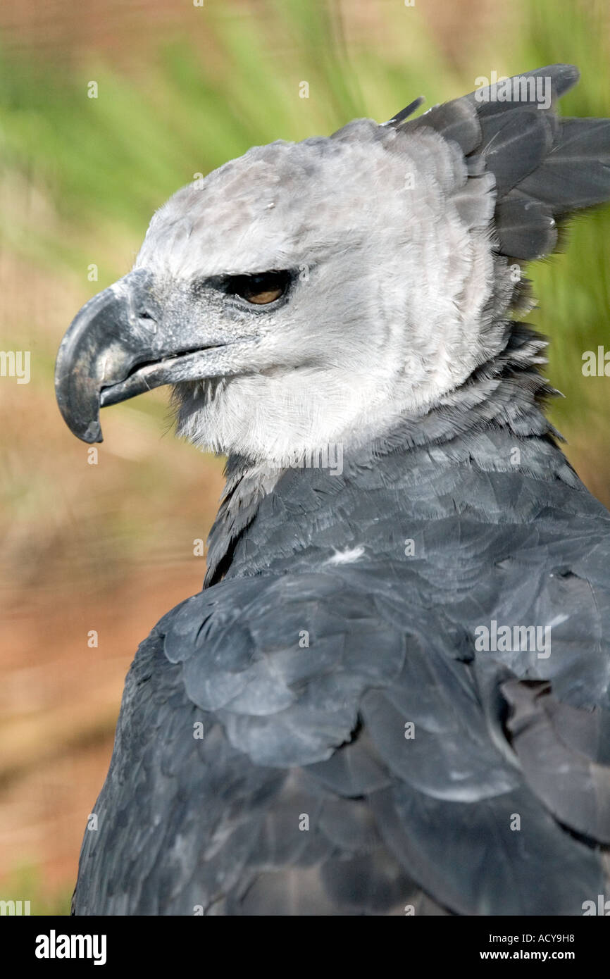 Harpy Eagle, Eagle, rainforest eagle Stock Photo Alamy