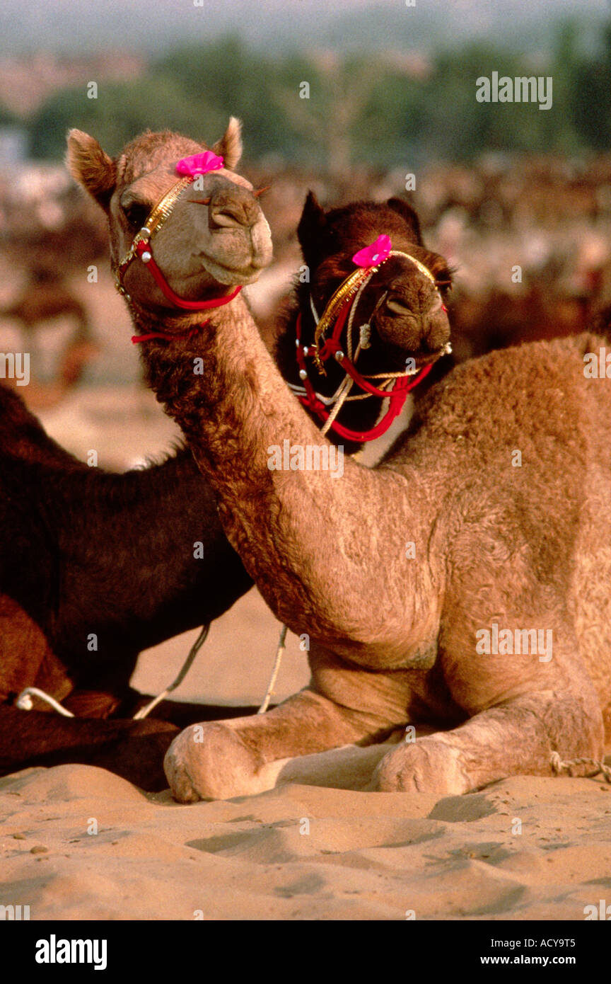 Camel jewelry clearance