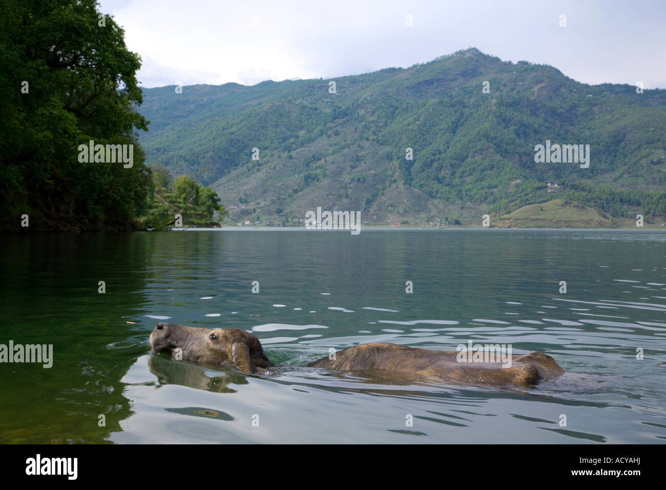 Water buffalo.Phewa Lake.Pokhara.Nepal Stock Photo
