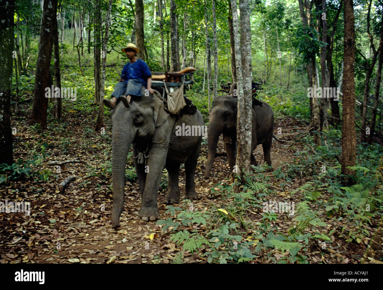 ELEPHANTS are used for transport in the dense rain FOREST of Northern THAILAND near CHAING MAI