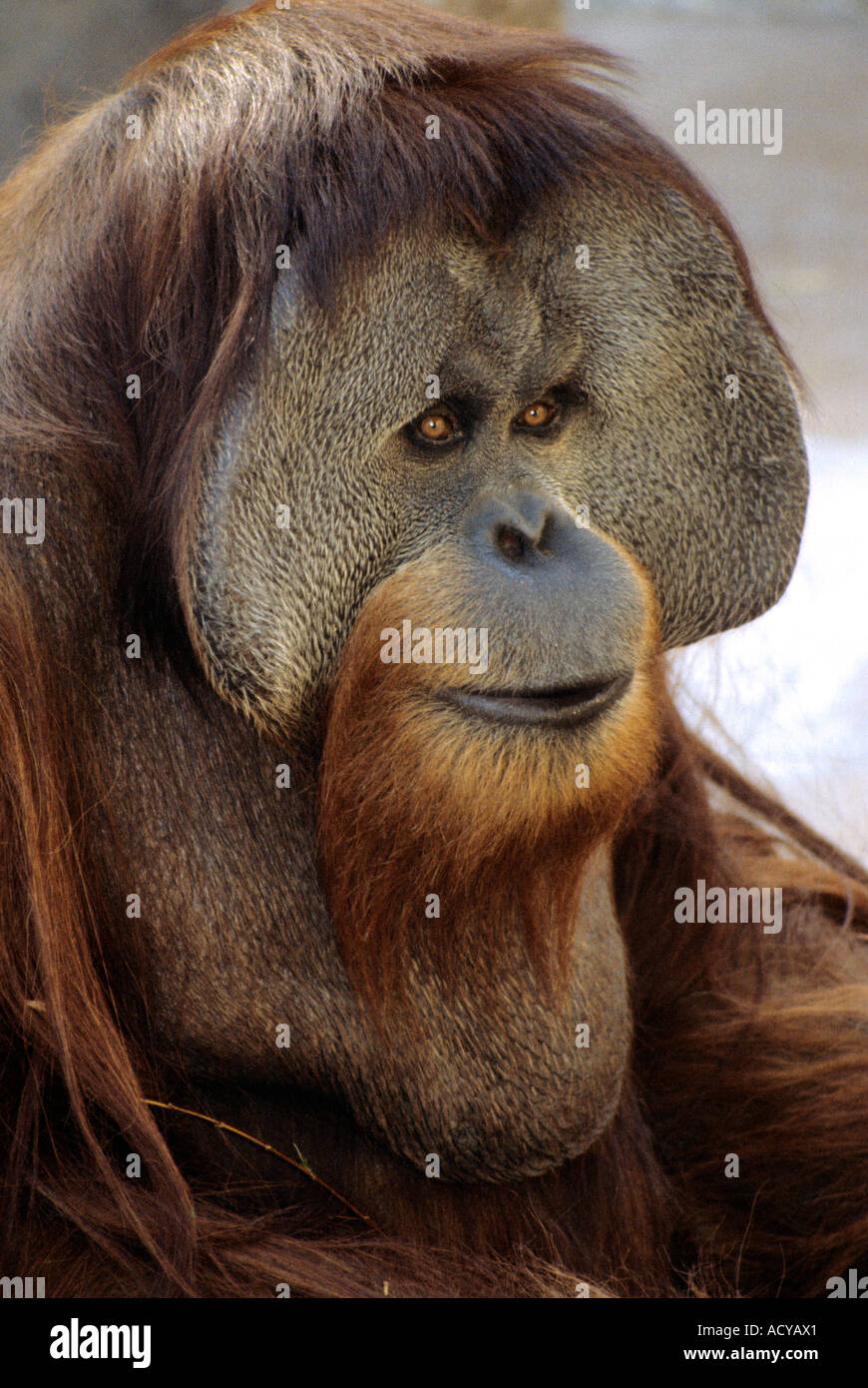 Sumatran Orangutan. Stock Photo
