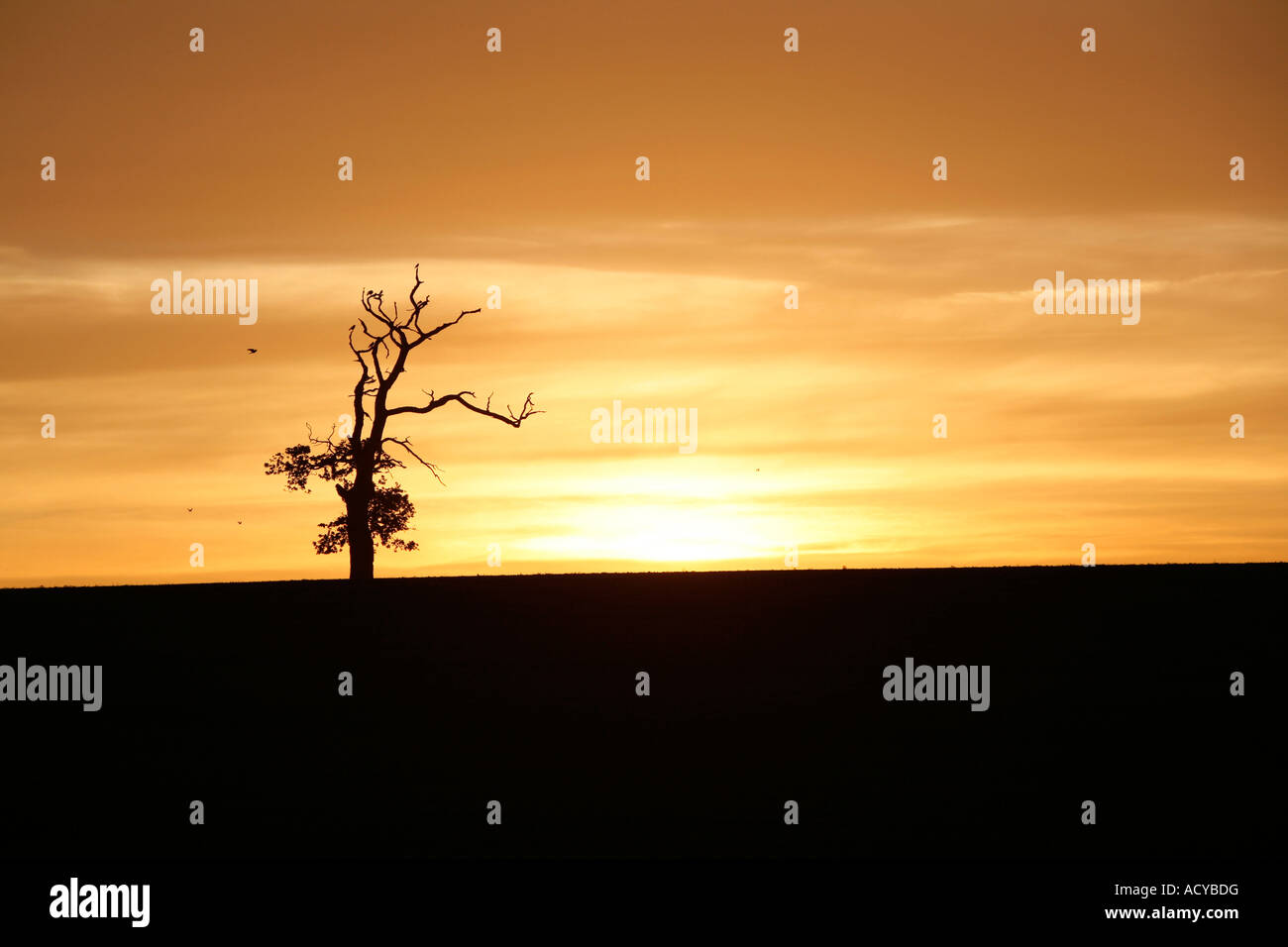 Golden sunrise over silhouette hi-res stock photography and images - Alamy