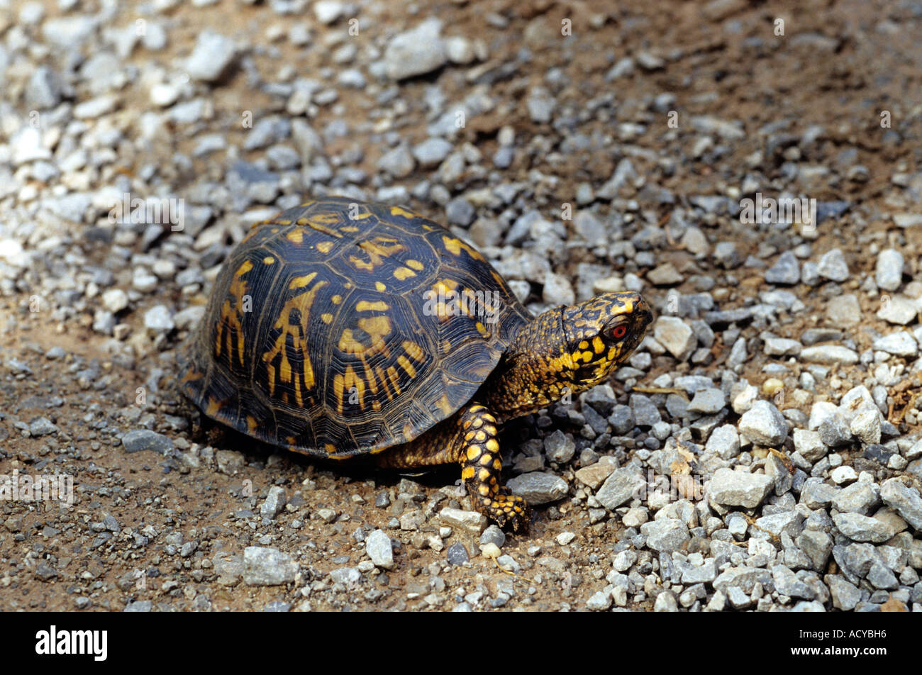 A male ornate box turtle. Stock Photo
