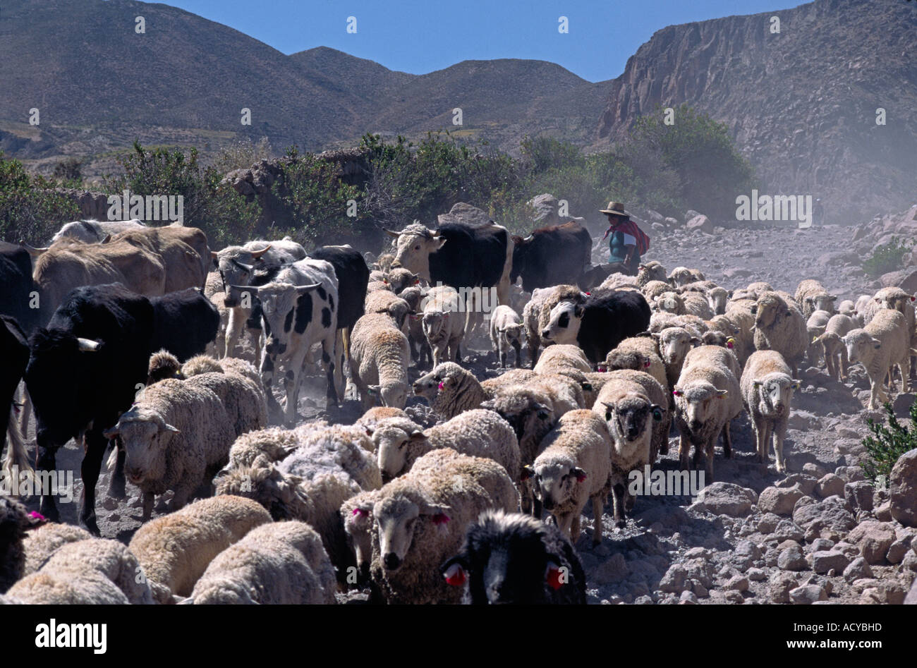 An AYMARA woman herds cattle sheep along a dirt road near the village of PUTRE NORTHERN CHILE Stock Photo