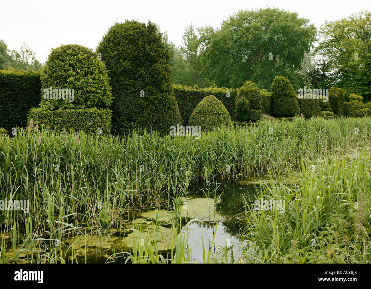 Established topiary hedge and trees with reeds and water in the foreground Stock Photo Alamy