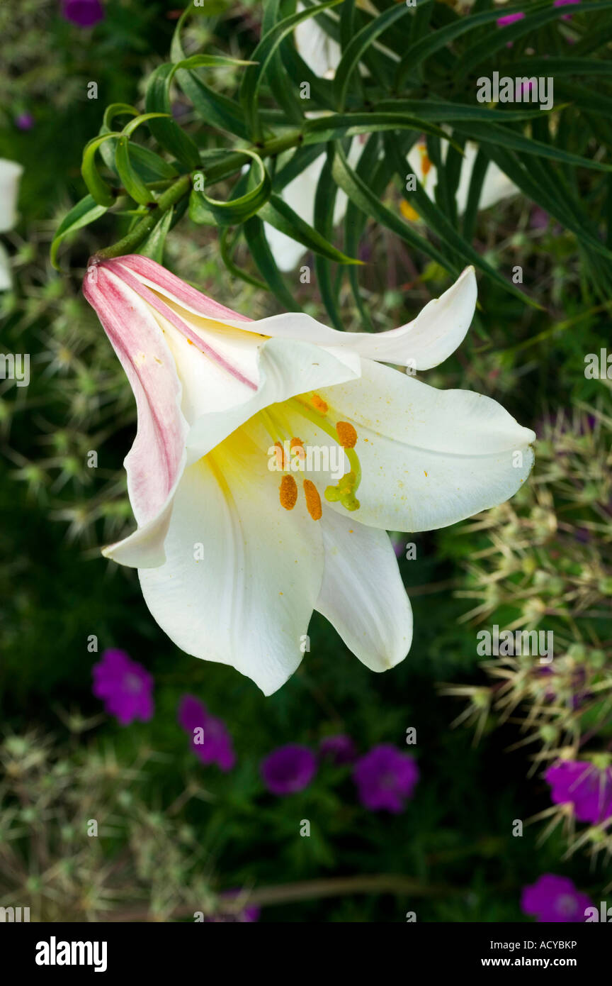 Lilium Regale white cream trumpet shaped, pink petal lily flower with green and purple background detail. unsharpened Stock Photo