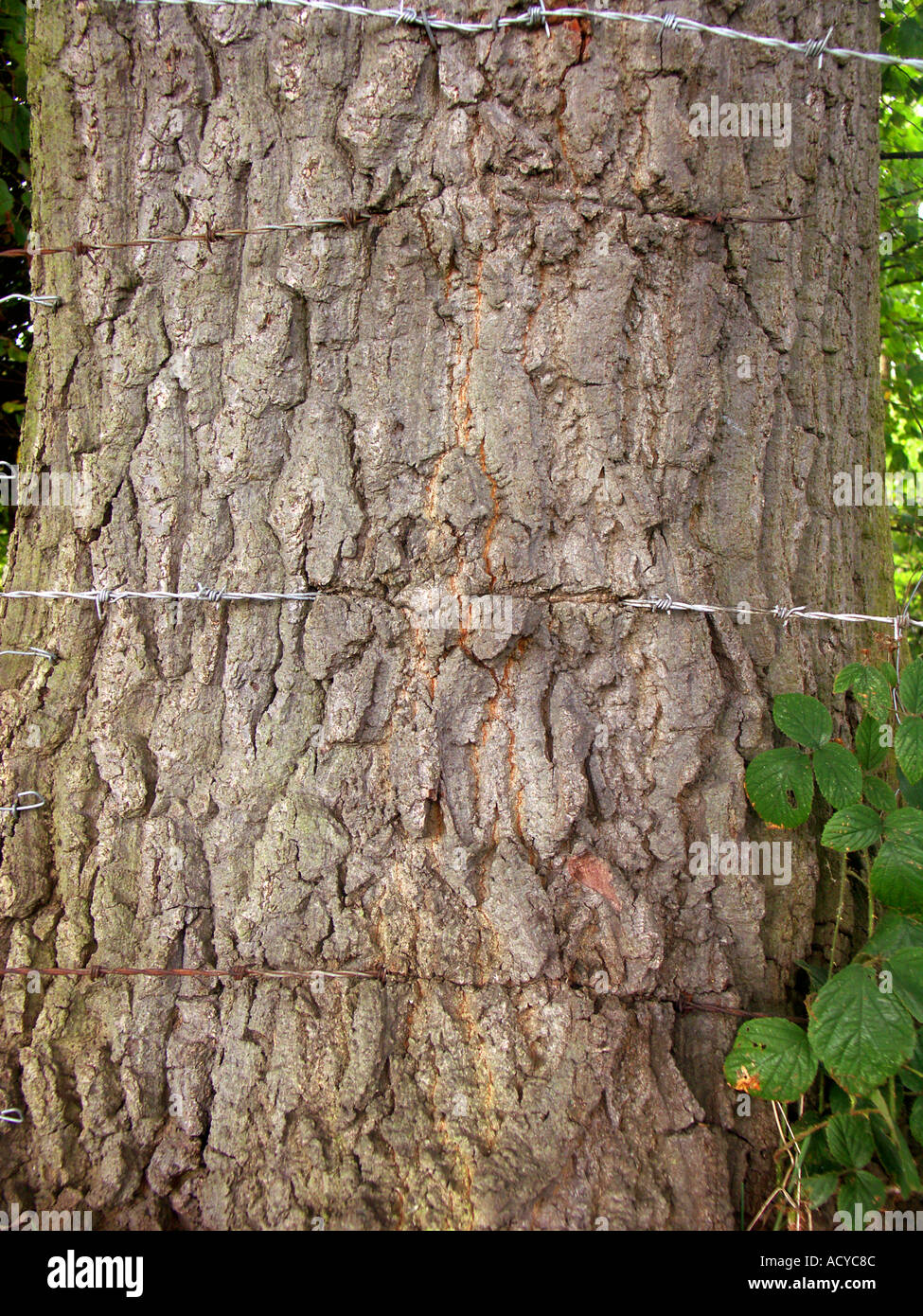 Barbed Wire embedded in Tree Bark. The bark has grown over the wire and  healed Stock Photo - Alamy