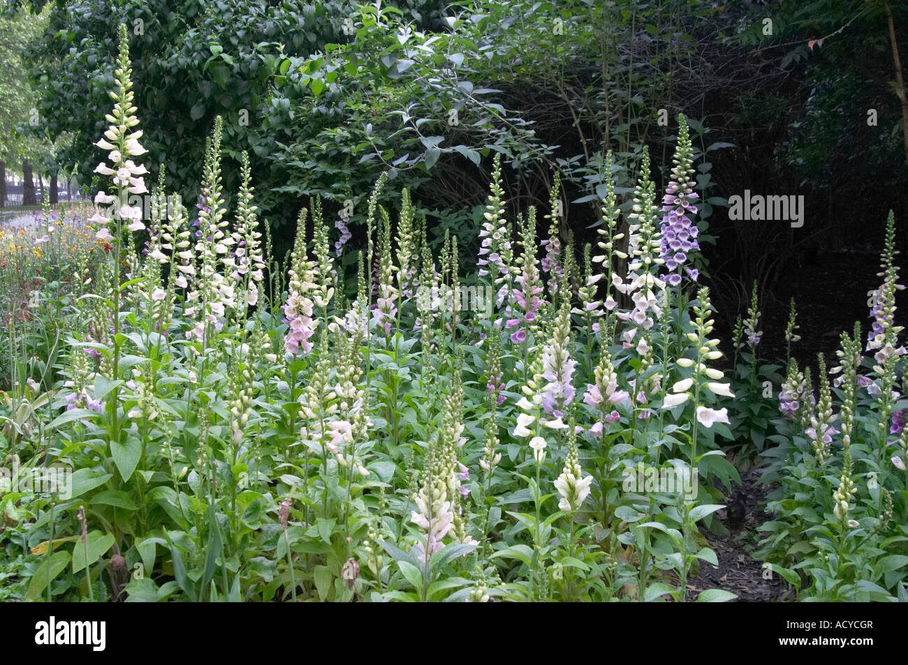 foxgloves , latin name Digitalis purpurea Stock Photo - Alamy