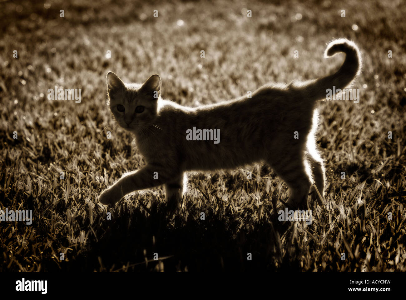Ginger cat grass backlight hi-res stock photography and images - Alamy