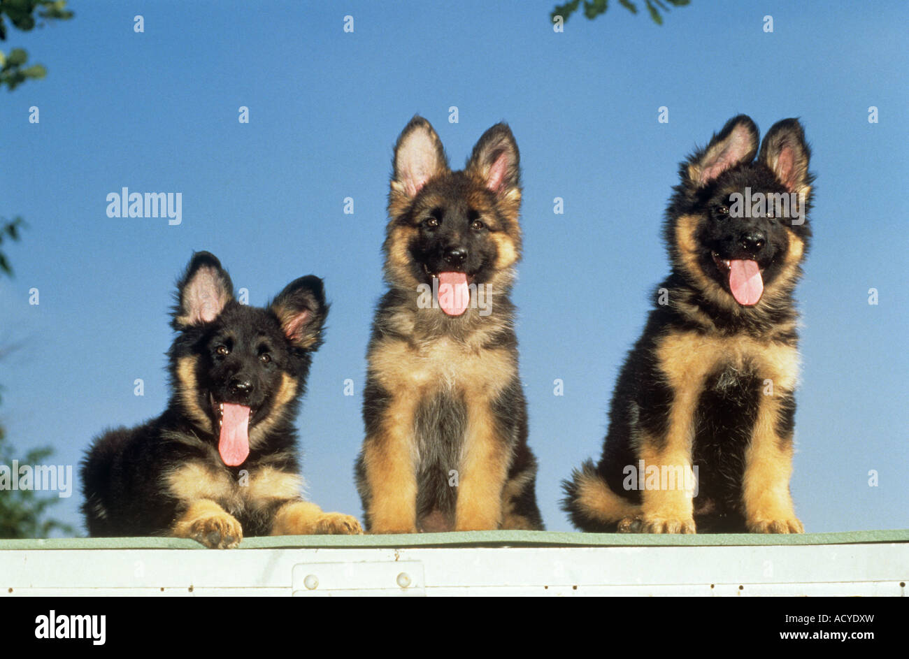 Three Longhaired Shepherd Dogs Puppies In Front Of Blue Sky