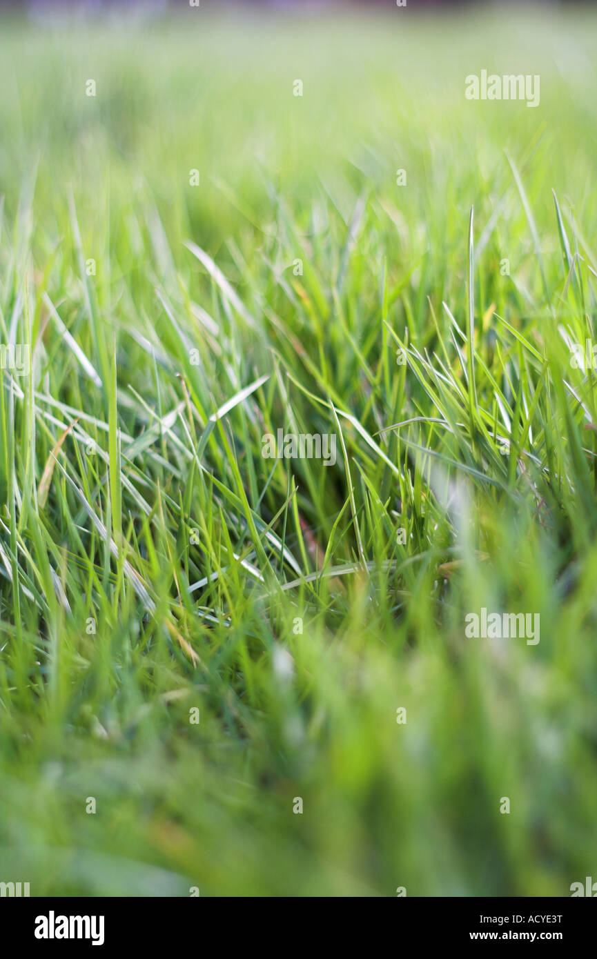 A close-up of some grass which needs cutting. A narrow depth of field so alot of it is blurry, leaving one sharp section Stock Photo