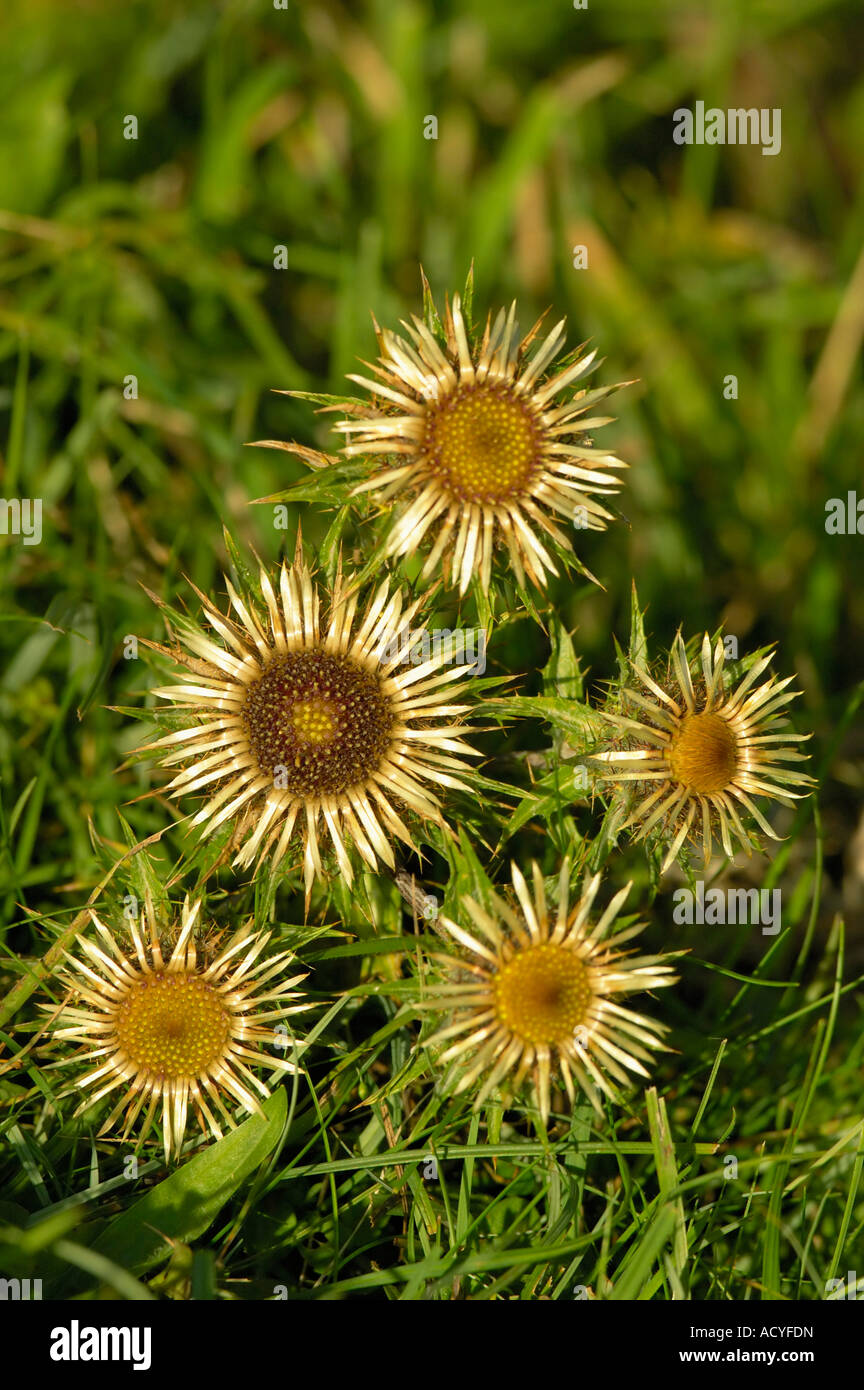 Carline Thistle Carlina vulgaris Stock Photo - Alamy