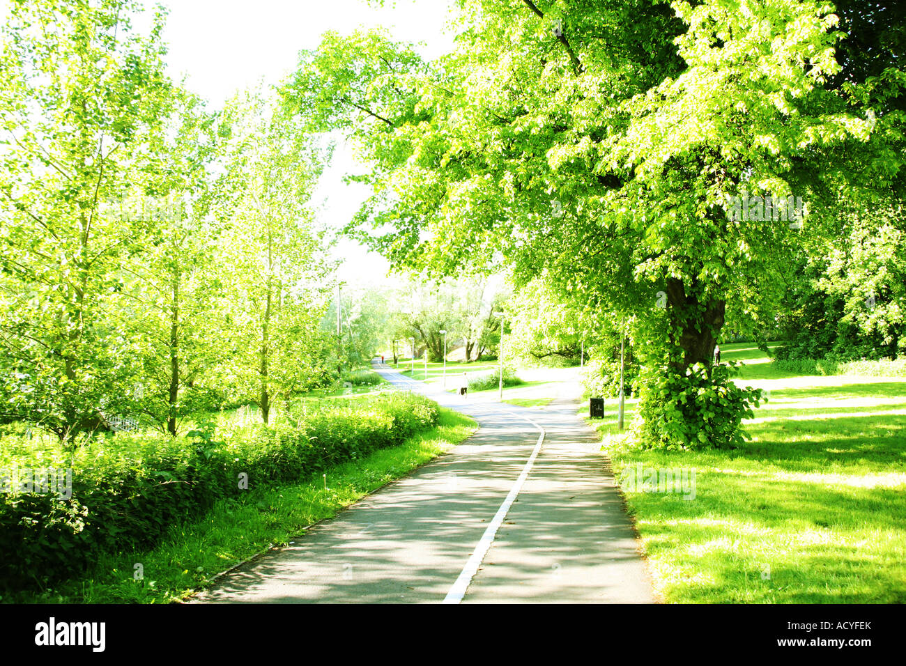 stepping forward green majestic way bridge walk way in the light of ...