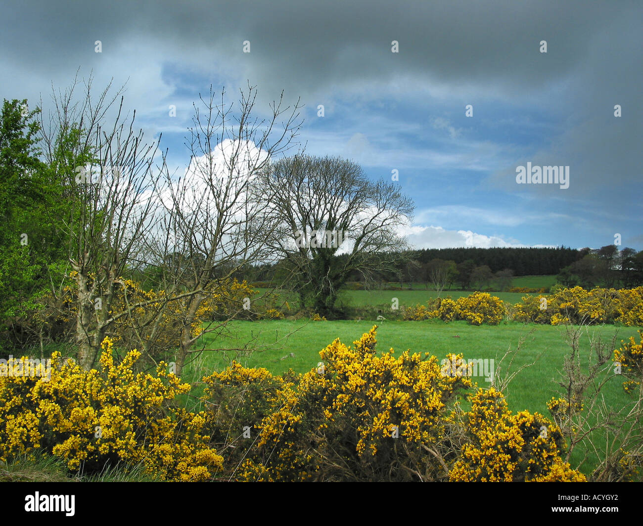 field in Wicklow Mountains near Dublin Ireland under stormy sky and with yellow Scotch Broom flowering Stock Photo