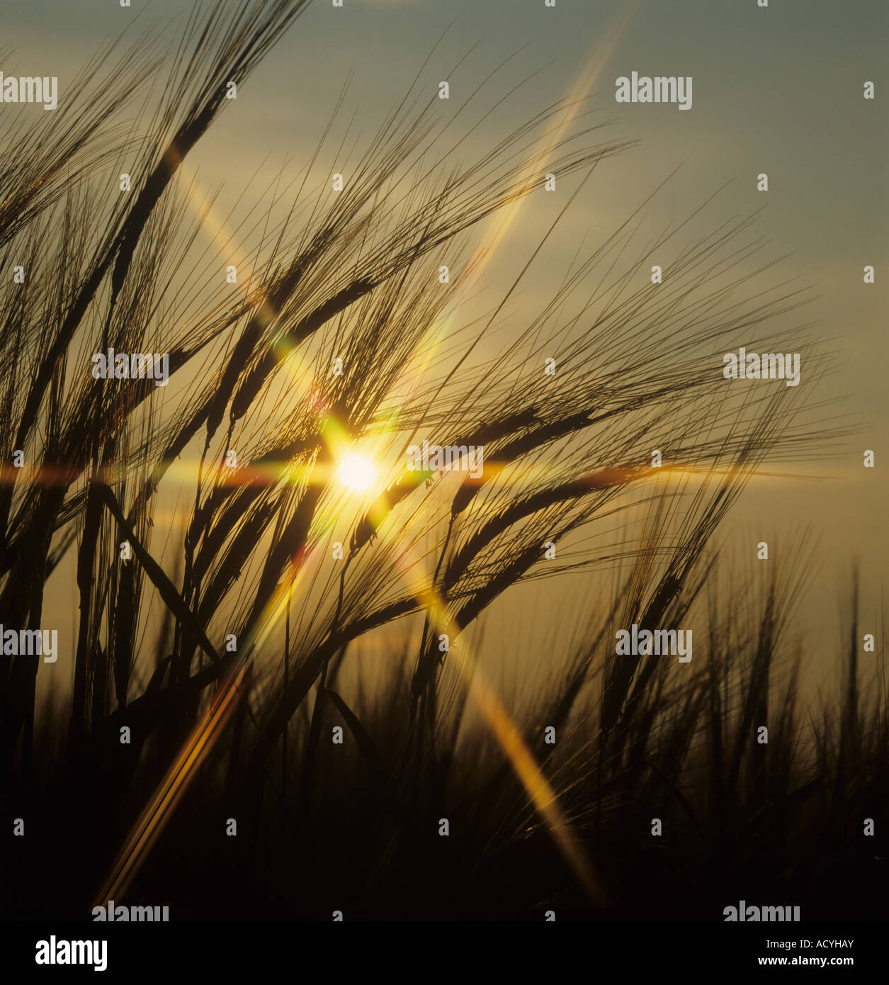 Ears of barley in flower against a starburst red setting summer sun Stock Photo