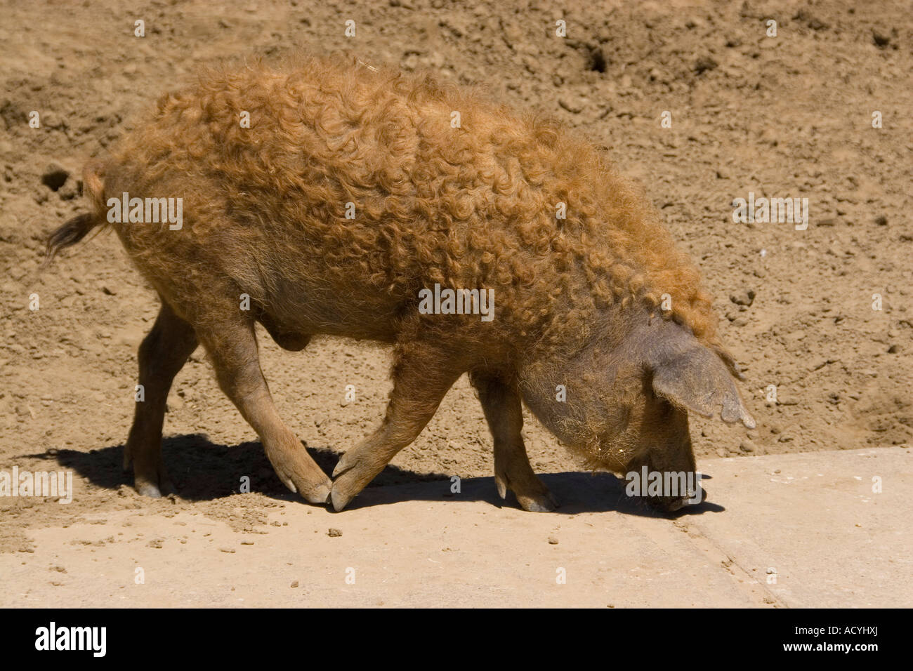 Hungarian Woolly Pig Stock Photos & Hungarian Woolly Pig Stock Images ...