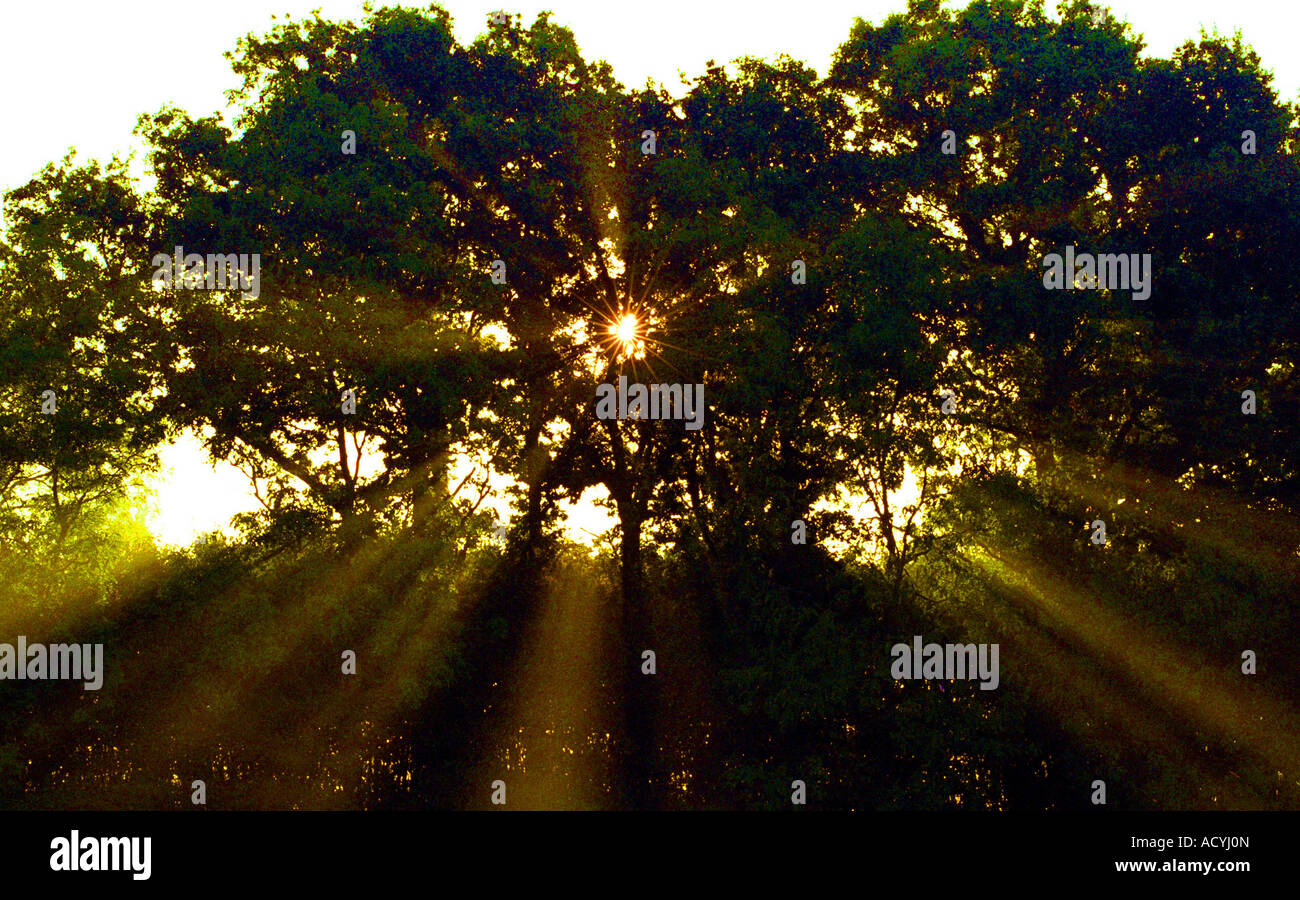 Sunlight filter hi-res stock photography and images - Alamy