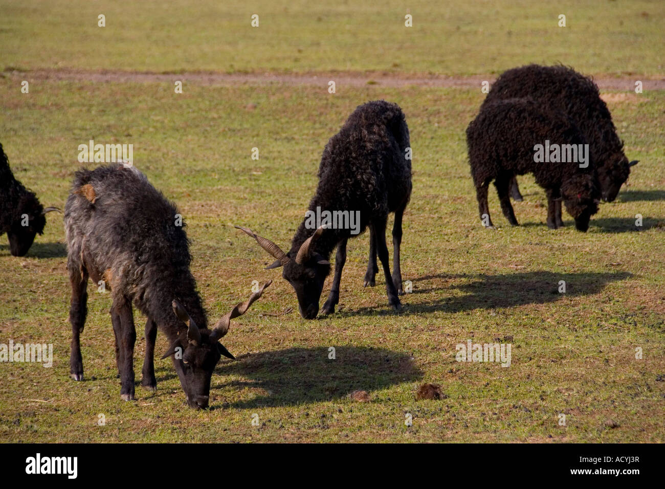 Racka Sheep, Hungary Stock Photo