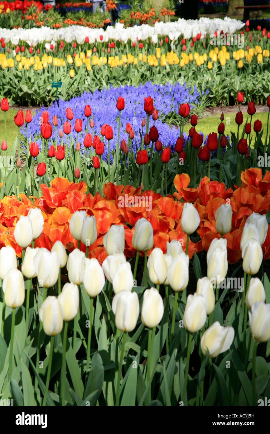 Tulips and spring flowers at Keukenhof Gardens in Lisse, Holland;Netherlands Stock Photo