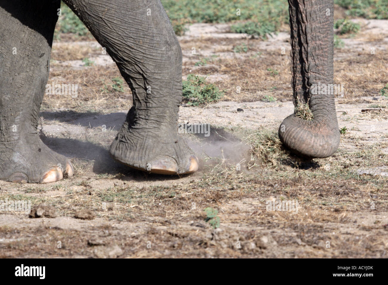 An elephant uses its feet and trunk shake of dust and to select grass from the arid plains of Yala during the drought Stock Photo