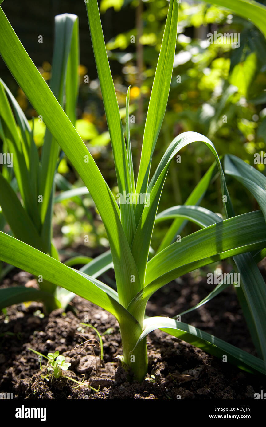 Leeks in a garden. (Allium ampeloprasum var. porrum (L.)) Stock Photo