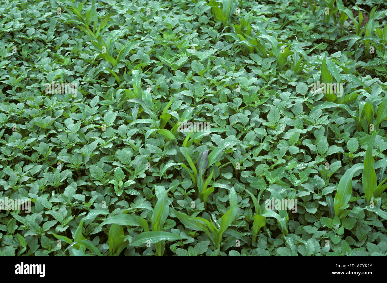 Amaranth or pigweed Amaranthus sp and other weeds in a young maize or corn crop Alsace France Stock Photo