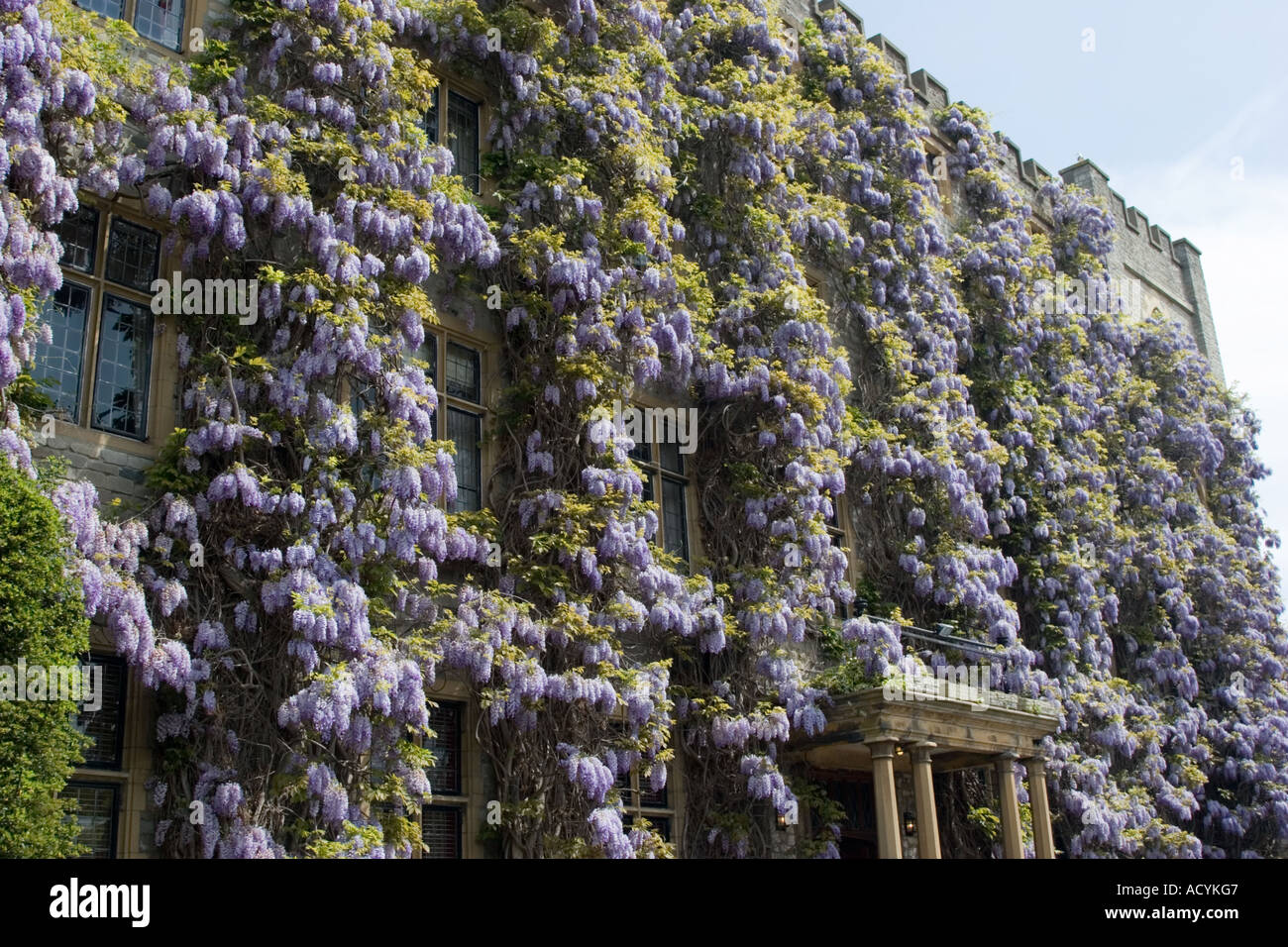 Wisteria on the exterior of the Castle Hotel in Taunton Somerset Stock Photo