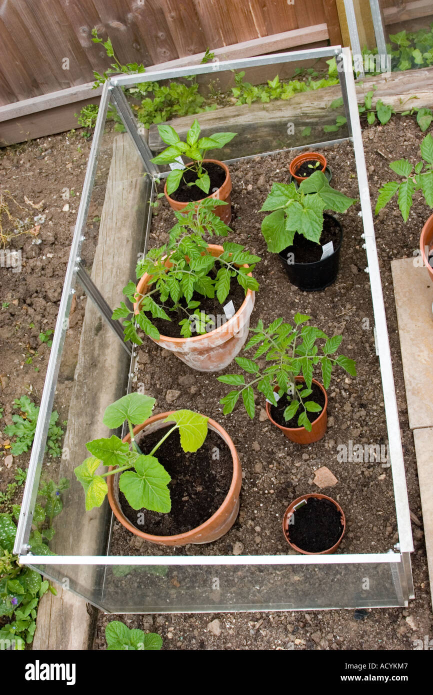 Cold frame containing plants and various herbs Stock Photo