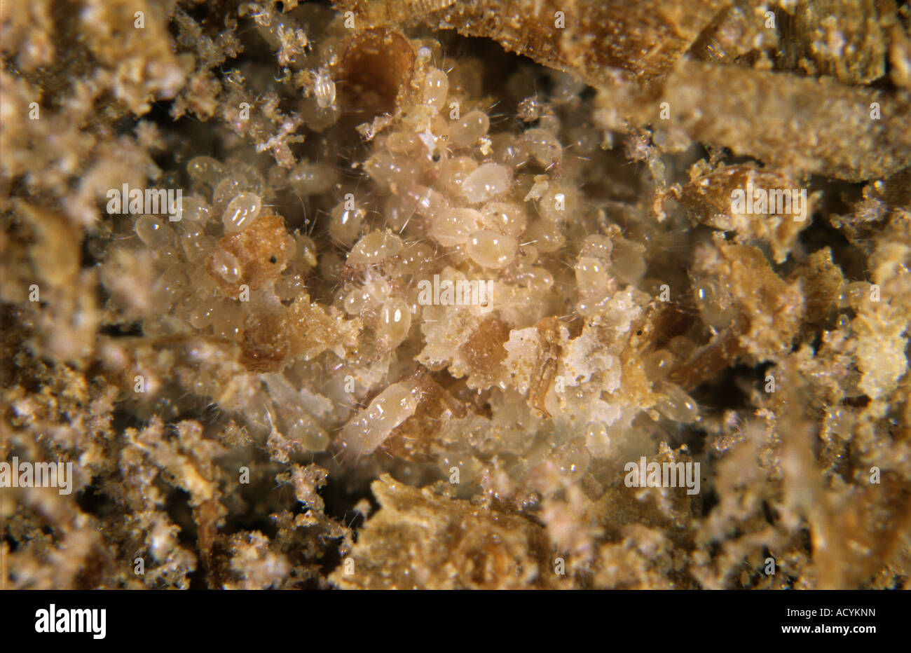 Grain mites infesting fresh bread in kitchen storage several possible species Stock Photo