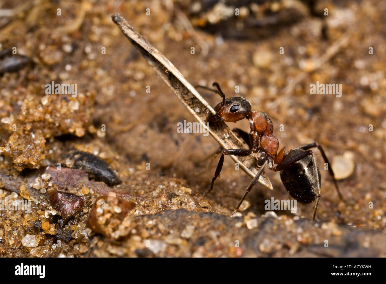 Wood Ant Formica rufa carrying nesting material back to nest maulden