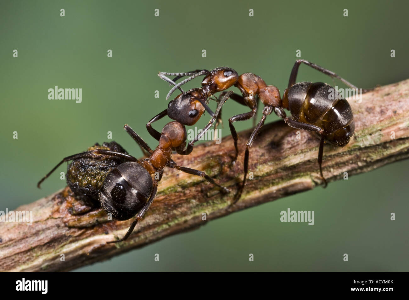 Guard ant hires stock photography and images Alamy