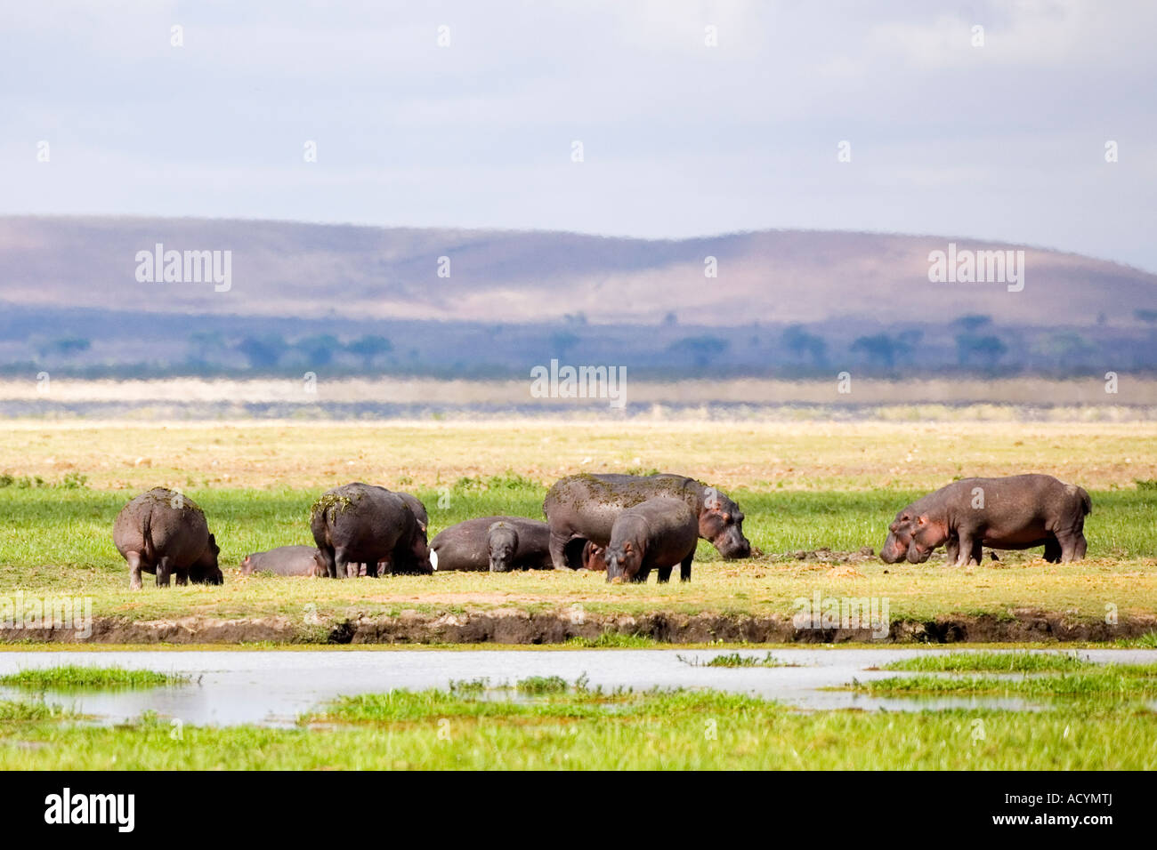 African hippos hippopotami feeding grazing Amboseli National Park Kenya East Africa Stock Photo