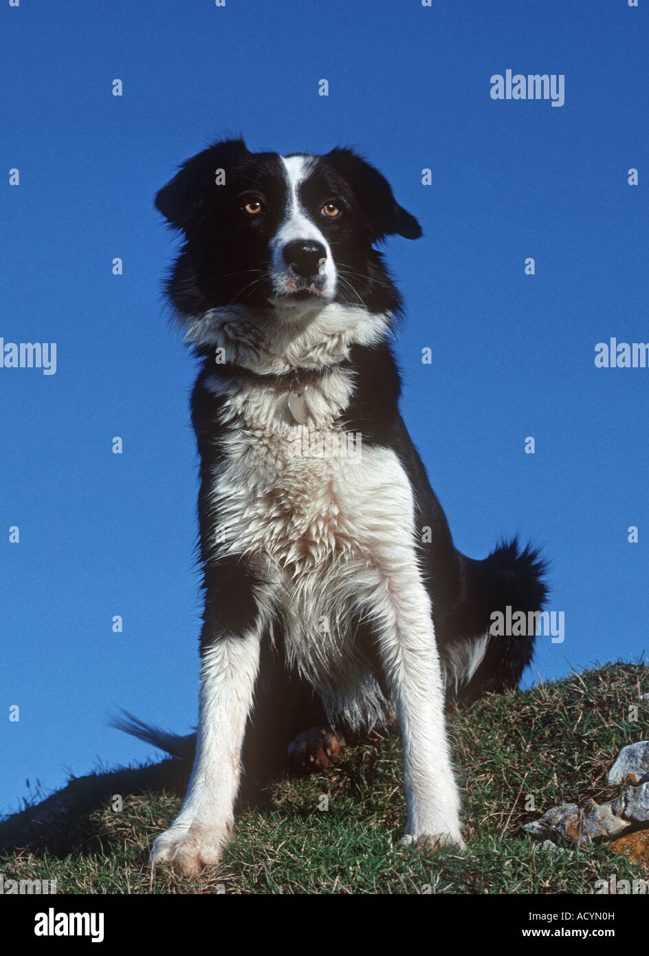 Portrait of black and white sheep dog border collie sitting on cliff Wales Cotswolds UK Stock Photo
