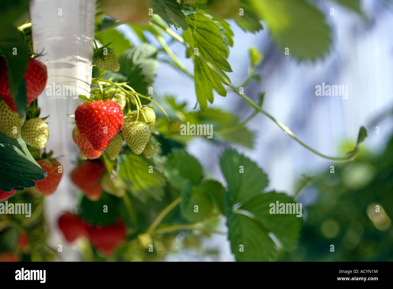 Growing strawberries in a commercial greenhouse Stock Photo - Alamy
