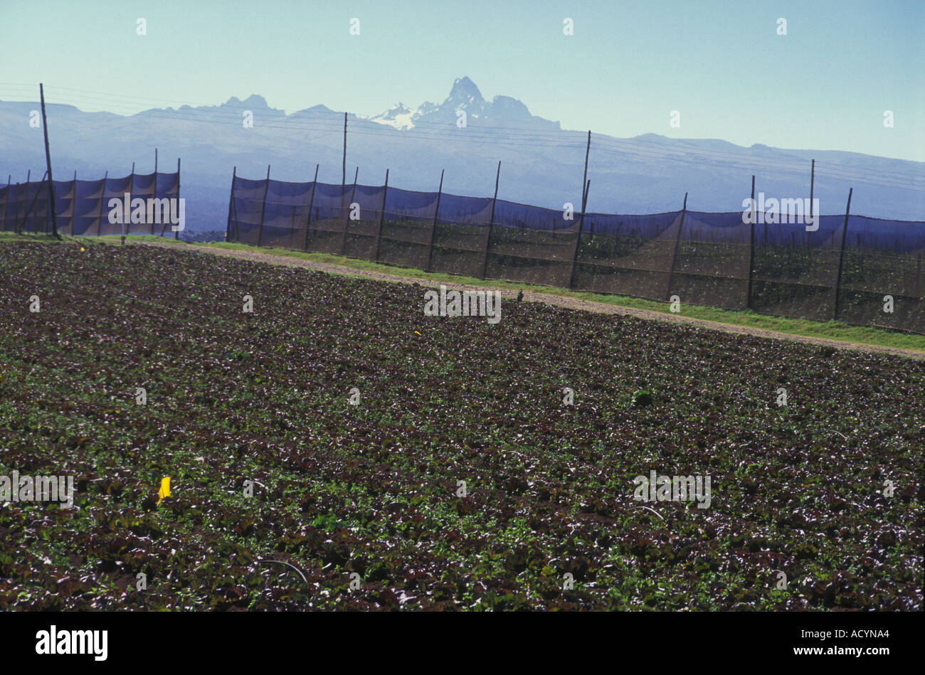 Vegetable crops at about 9000 feet on the slopes of Mount Kenya Kenya East Africa Stock Photo