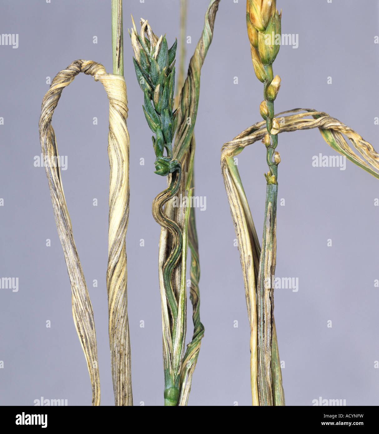 Flag smut Urocystis agropyri distorted and infected wheat ears flag leaf Stock Photo