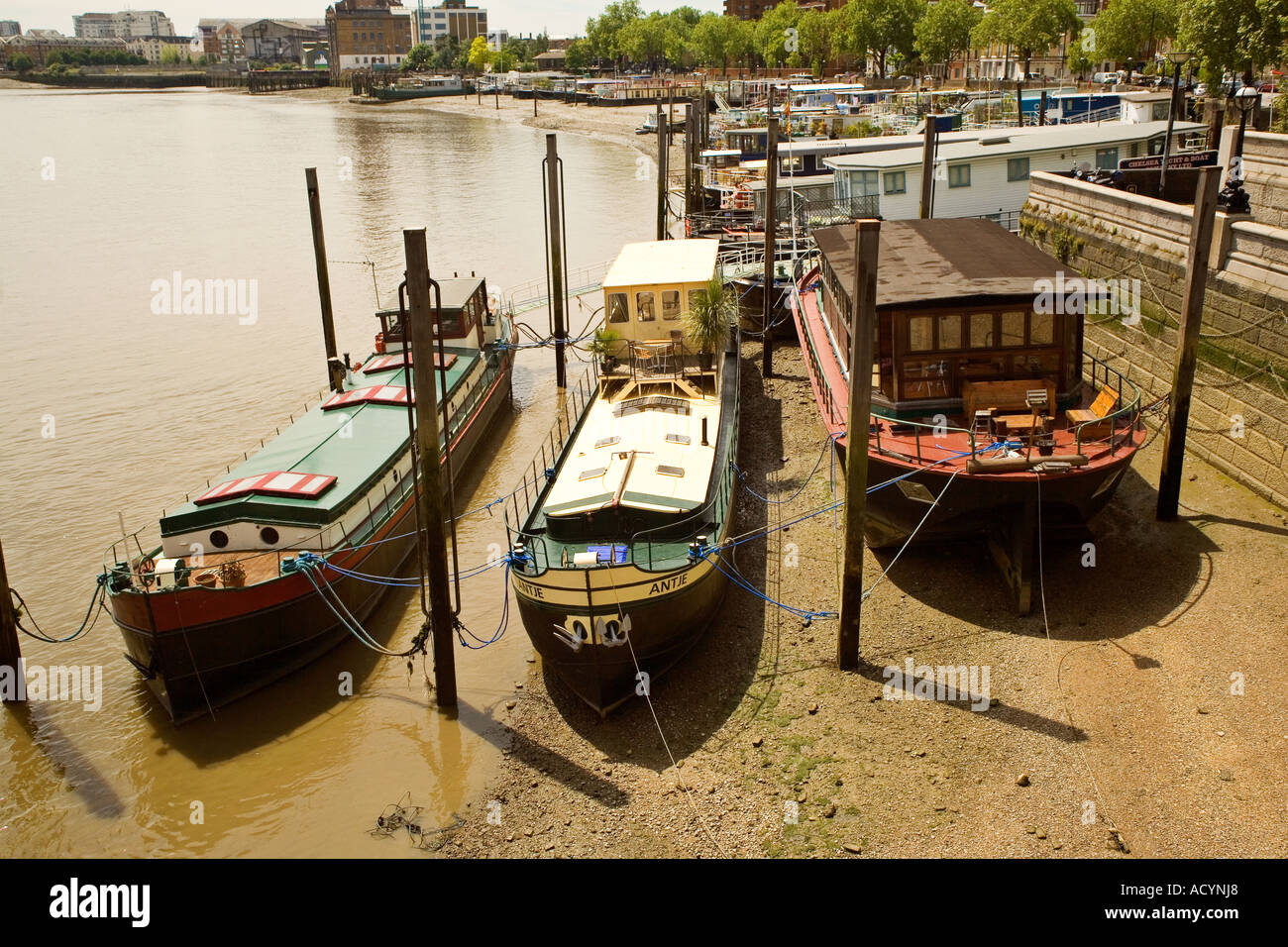 Houseboats at Thames Reach in Cheyne Walk Chelsea in London England Stock Photo Alamy