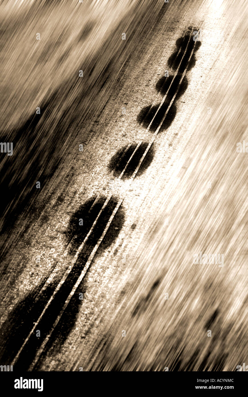 car skid marks Stock Photo Alamy