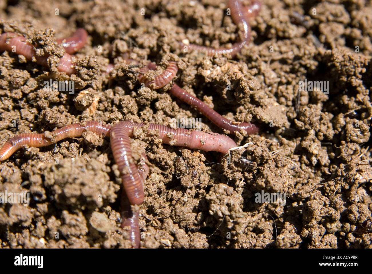composting worms burrowing through the dirt in the garden Stock Photo ...