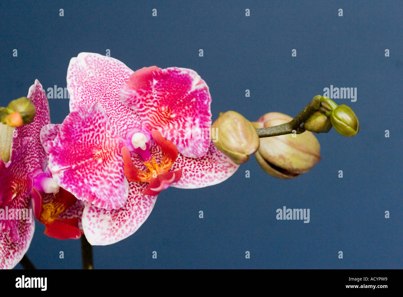 Orchid Phalaenopsis Moth orchid close up Stock Photo