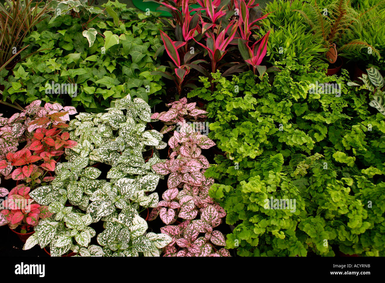 Variegated Plant selection in a garden centre Stock Photo