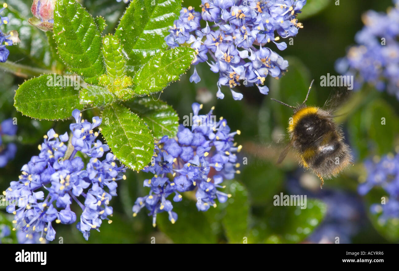 Bumble bee, Bombus sp. caught in flight on Ceanothus or Californian Lilac. Bombus sp. Stock Photo