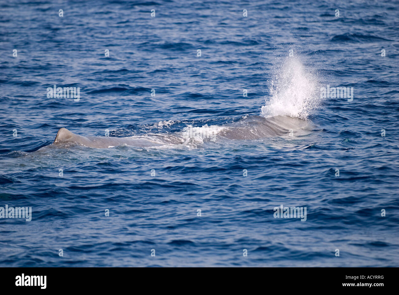 Sperm whale, Physeter macrocephalus, breathing Fethiye Bay, Turkey. Stock Photo