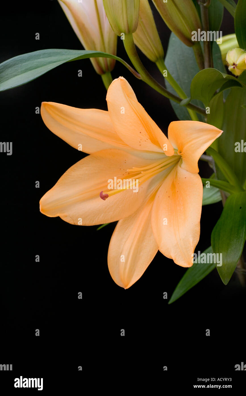 orange lily Stock Photo