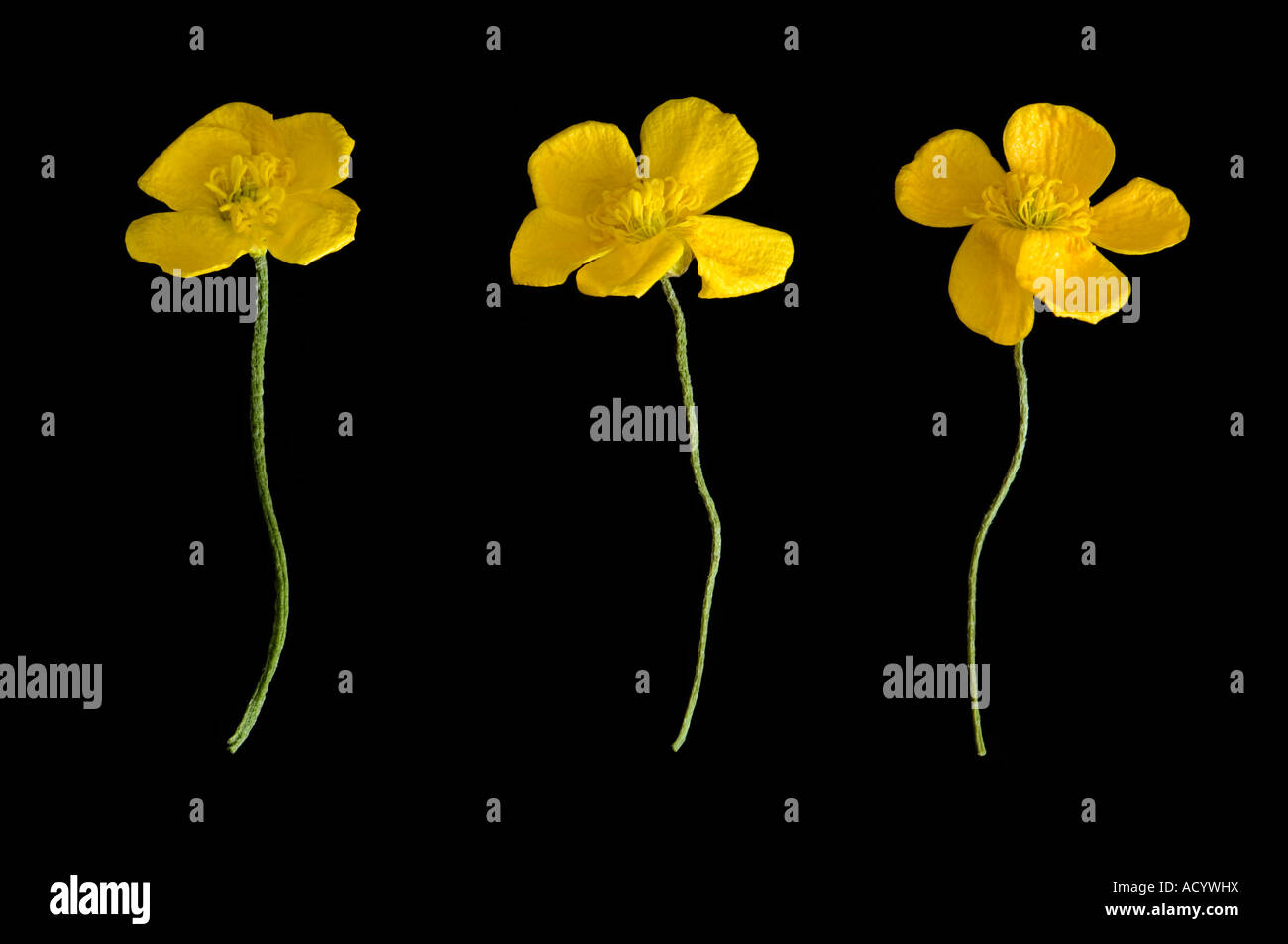 row of 3 buttercups Buttercup Ranunculus occidentalis Stock Photo