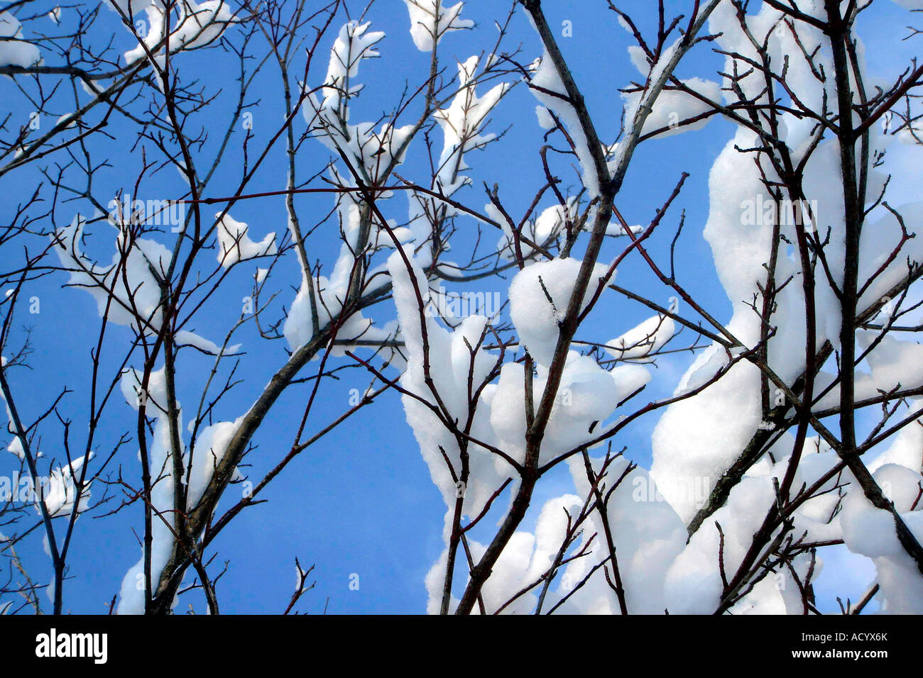 Tree twigs covered snow hi-res stock photography and images - Alamy