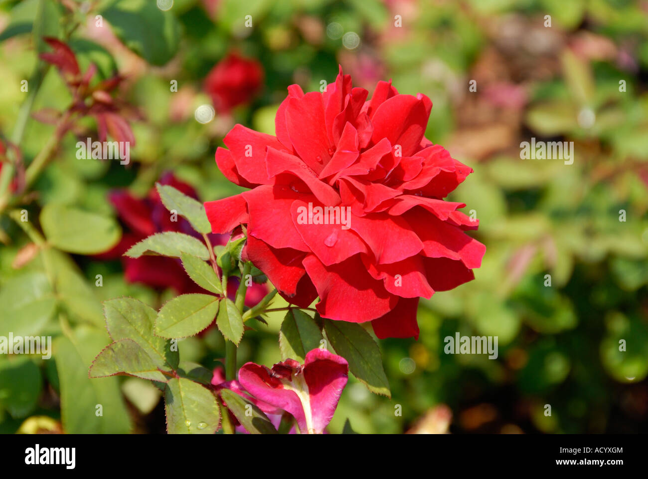 John Armstrong Rose Stock Photo - Alamy