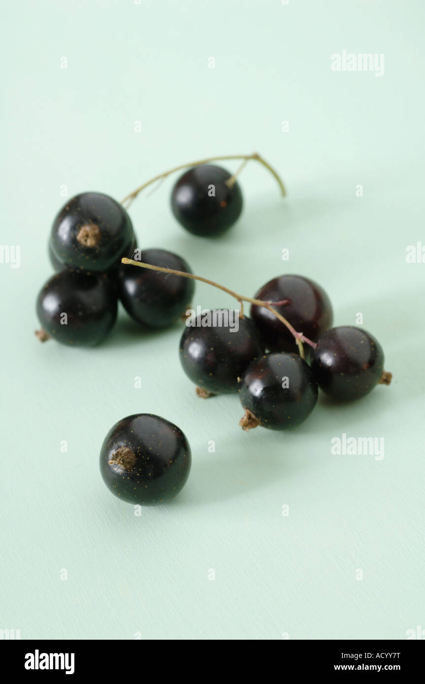 Fresh Blackcurrants on pale green background Stock Photo