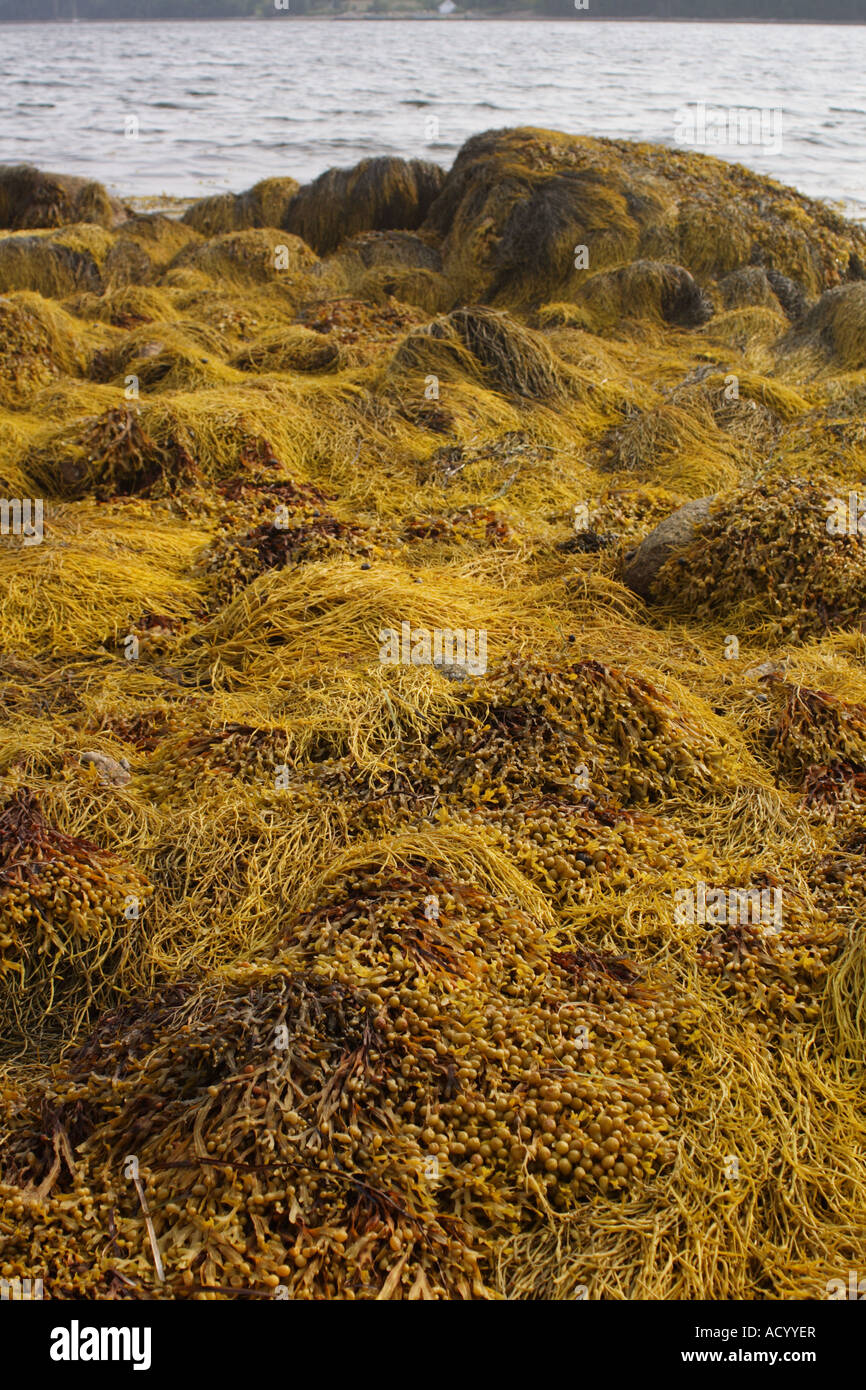 Seaweed washed up on the shore at Graves Island, Nova Scotia, Canada