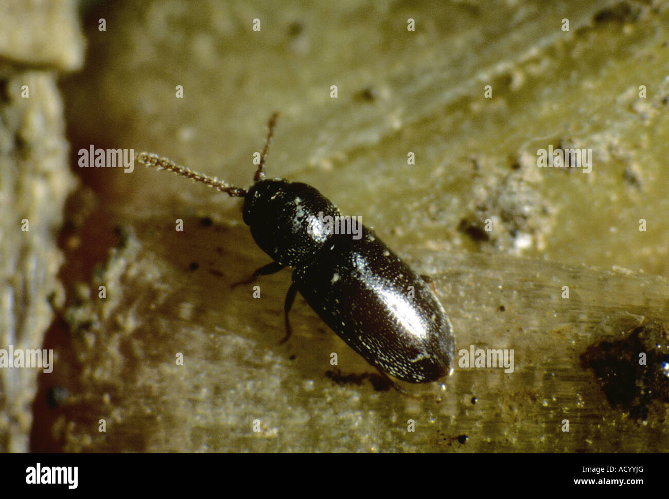 Pygmy beetle Atomaria linearis adult on sugar beet Stock Photo